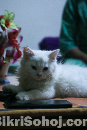 Persian pet kitten